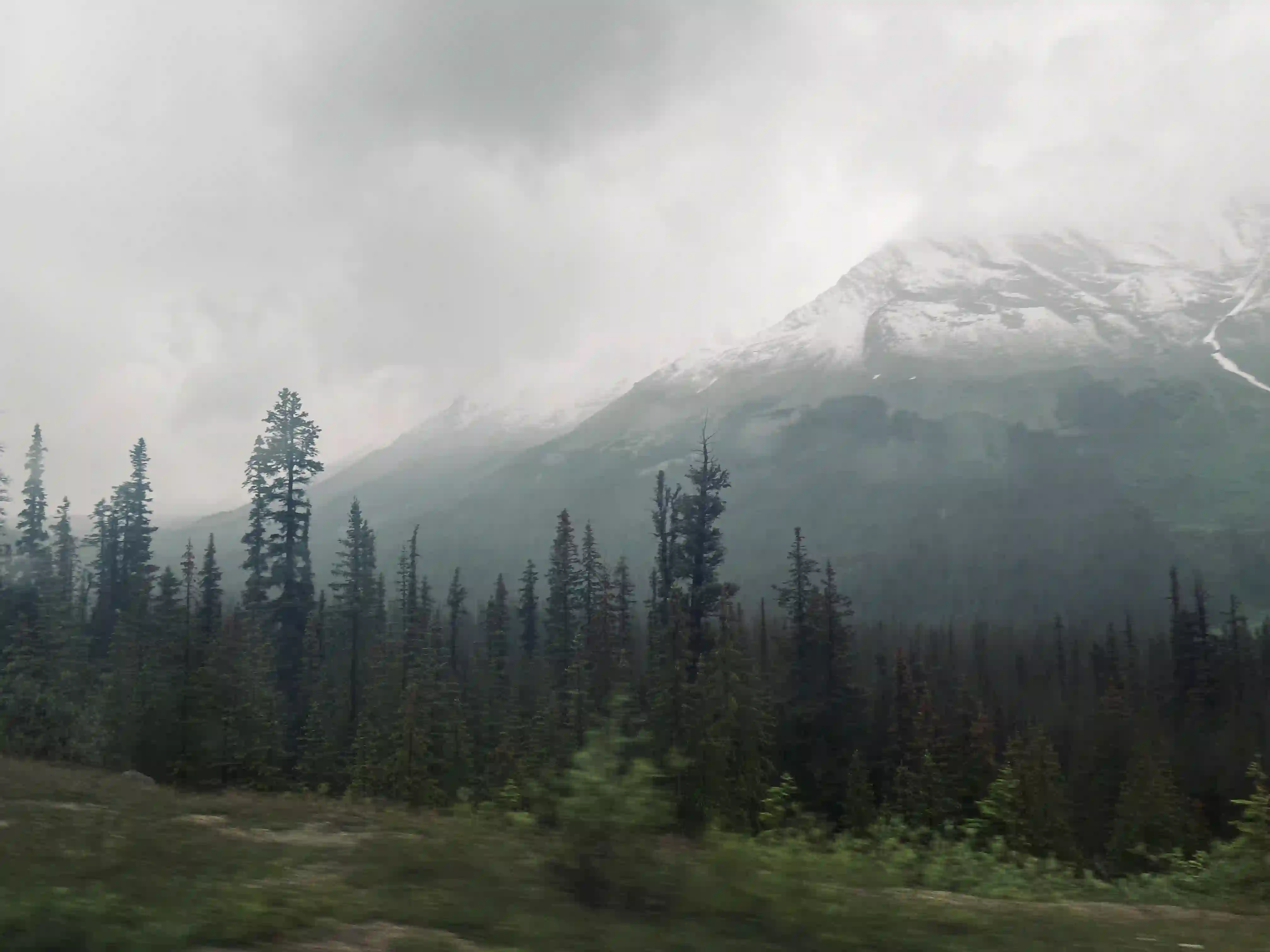 This photo depicts a rugged mountain landscape under a moody, overcast sky, emphasizing the atmospheric conditions. In the mid-ground and extending into the background on the right, a large mountain rises, its upper slopes partially obscured by thick, low-hanging clouds or mist. Patches of white snow are clearly visible at various elevations on the mountain, contrasting with the darker rock and vegetation below.

The foreground is dominated by a dense, dark green forest of evergreen trees, primarily coniferous. These trees, varying in height and density, stretch across the lower portion of the image, appearing particularly thick on the left side. Their pointed tops create a jagged silhouette against the more distant, hazy mountain. The very bottom edge of the image shows a blurred strip of green and brown, suggesting some foreground vegetation or ground cover. The overall impression is one of a vast and somewhat somber wilderness, with the clouds lending a mysterious and imposing quality to the mountain.