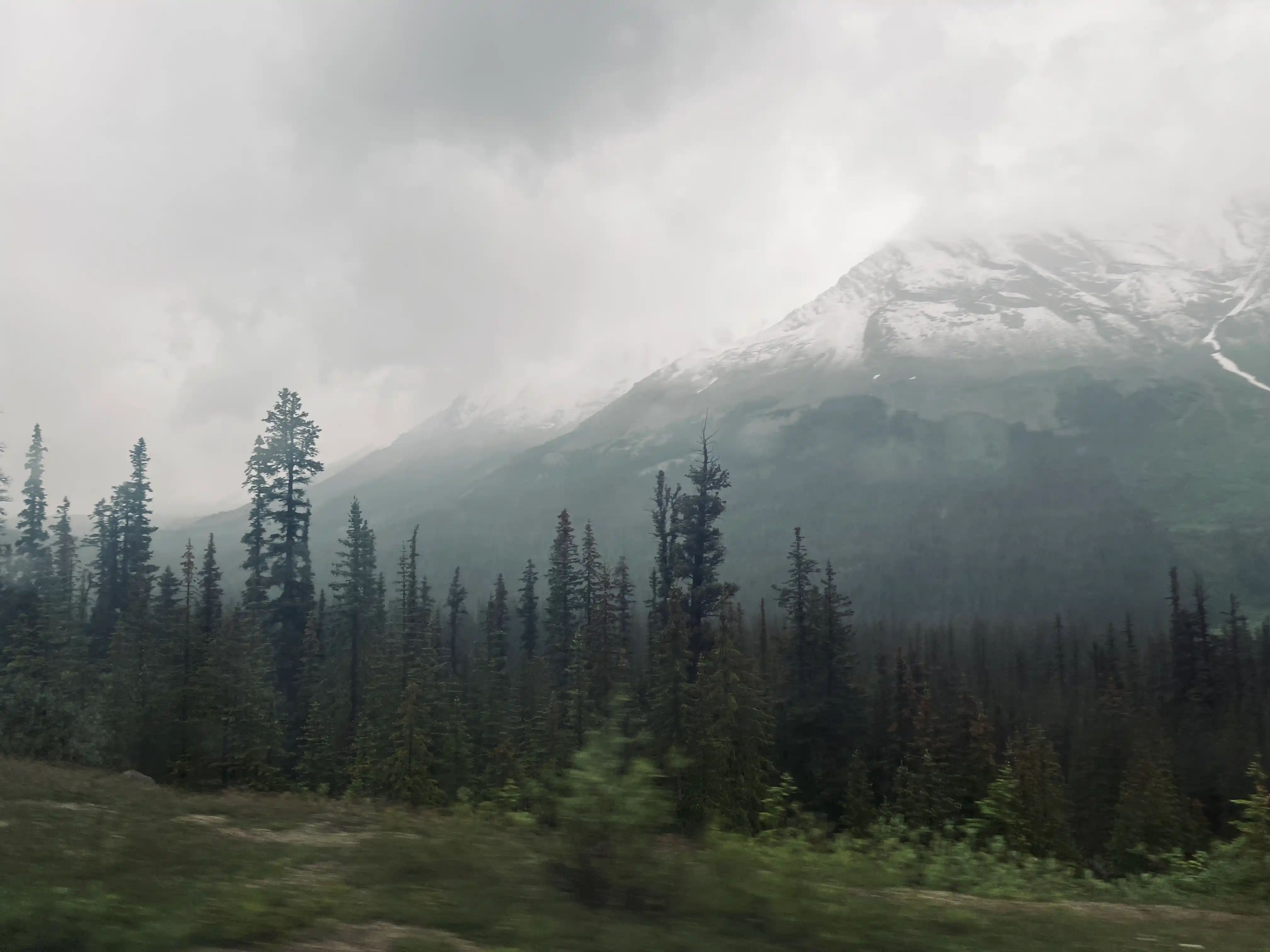 This photo depicts a rugged mountain landscape under a moody, overcast sky, emphasizing the atmospheric conditions. In the mid-ground and extending into the background on the right, a large mountain rises, its upper slopes partially obscured by thick, low-hanging clouds or mist. Patches of white snow are clearly visible at various elevations on the mountain, contrasting with the darker rock and vegetation below.

The foreground is dominated by a dense, dark green forest of evergreen trees, primarily coniferous. These trees, varying in height and density, stretch across the lower portion of the image, appearing particularly thick on the left side. Their pointed tops create a jagged silhouette against the more distant, hazy mountain. The very bottom edge of the image shows a blurred strip of green and brown, suggesting some foreground vegetation or ground cover. The overall impression is one of a vast and somewhat somber wilderness, with the clouds lending a mysterious and imposing quality to the mountain.