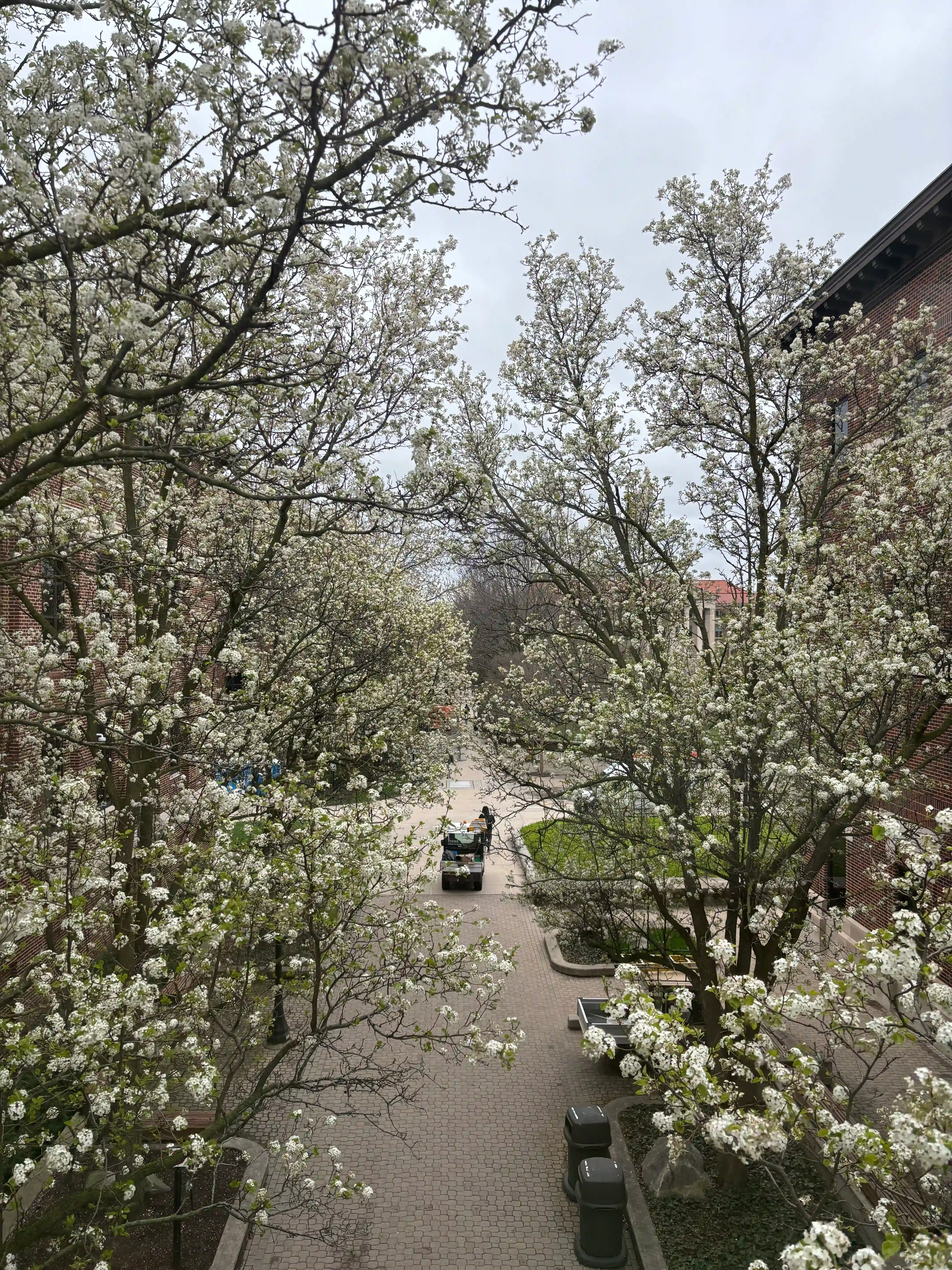 This photo, taken from the skybridge between the PHYS and MSEE buildings on the Purdue University campus, offers an elevated view of the Engineering Mall, currently adorned with an abundance of blossoming trees. In the foreground, numerous deciduous trees are in full bloom, their branches covered in a profusion of small, delicate white flowers, creating a soft, ethereal canopy that frames the scene. The intricate network of branches is visible against a bright, overcast sky.

Below the flowering trees, a patterned brick pathway, typical of a pedestrian mall, stretches into the distance. Along this path, a golf cart is visible, being driven away from the viewer, adding a touch of activity to the otherwise serene setting. To the left and right of the pathway, green lawns and shrubbery are visible, interspersed with benches and dark-colored waste receptacles. In the background, the path leads towards what is presumably the Engineering fountain, though the fountain itself is not distinctly visible. On the right, the red brick facade of a university building is partially visible, indicating the urban campus environment. The overall impression is one of spring's arrival on the Purdue campus, with the vibrant white blossoms creating a beautiful contrast against the brickwork and pathway.