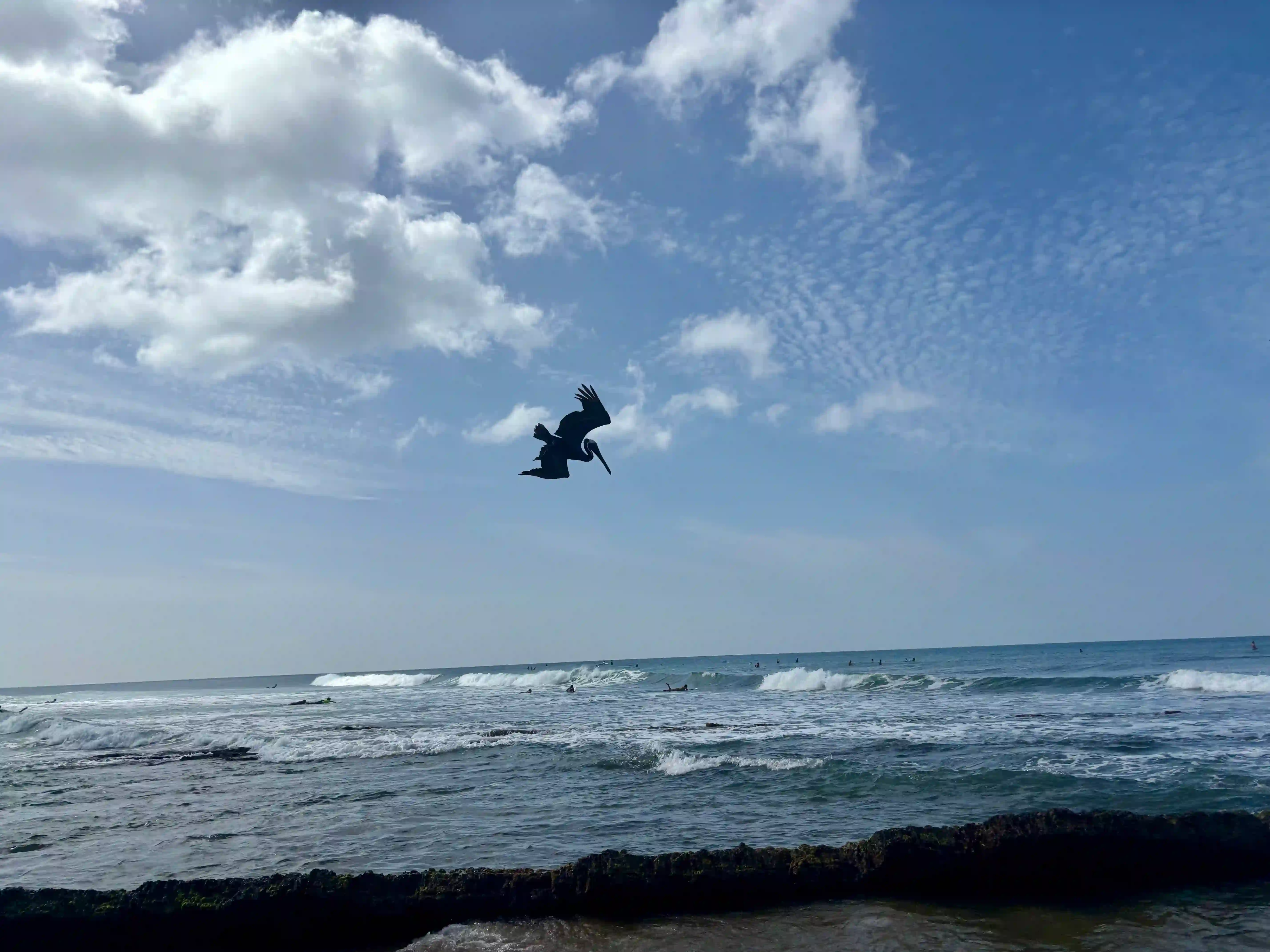 This photo captures a dynamic moment at the Caribbean sea in Rincón, Puerto Rico, featuring the silhouette of a diving bird against a bright, cloudy sky. Prominently positioned in the upper-center, the dark silhouette of a large bird, consistent with a pelican, is captured mid-descent, its wings angled back and body pointing downwards as if diving towards the water.

Below the bird, the expansive Caribbean Sea stretches into the background, characterized by rolling waves with white caps breaking along the shore and further out. The water appears a deep blue-green, with darker, rocky formations visible in the immediate foreground, some covered with what appears to be seaweed. Several small, distant figures, likely surfers, can be discerned in the waves. The sky above is a bright, clear blue, adorned with a spattering of fluffy white clouds, some appearing wispy and high, others more solid. The overall impression is one of natural beauty and an active coastal environment.