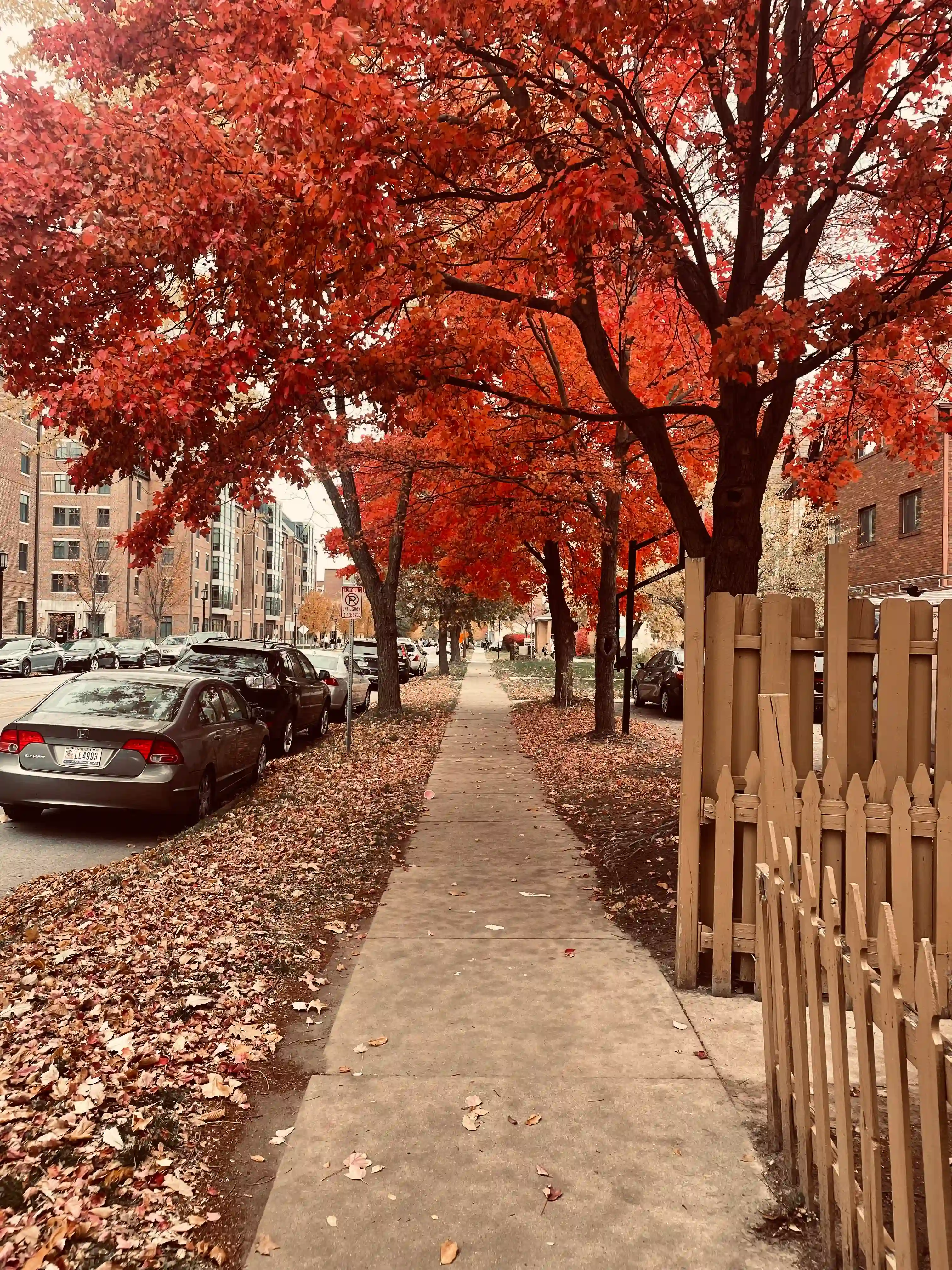 This photo captures a vibrant autumn street scene, with the striking colors of fall foliage dominating the upper portion of the frame. In the immediate foreground, a light-colored concrete sidewalk stretches into the distance, with a light brown picket fence visible to its right, separating the sidewalk from an unseen area.

To the left of the sidewalk, a narrow strip of ground is covered in a thick carpet of fallen leaves in shades of brown and rust, reflecting the season. A dark-colored parked car is visible along the curb, its side facing the viewer, with other parked cars extending down the street.

The upper half of the image is filled with the dense canopies of several deciduous trees, displaying remarkably vibrant, fiery red leaves, creating a dramatic and colorful tunnel effect over the sidewalk. Their branches extend over the street and sidewalk, providing a sense of enclosure and warmth. In the background, multi-story brick buildings line the street, partially visible through the autumn leaves. The overall impression is one of a peaceful urban street transformed by the rich and intense beauty of autumn.